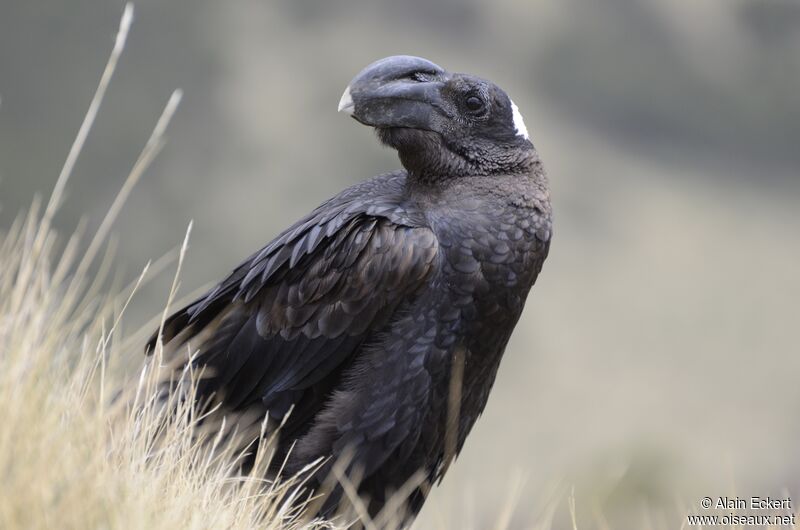 Thick-billed Raven