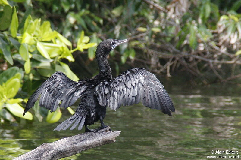 Cormoran de Vieillot