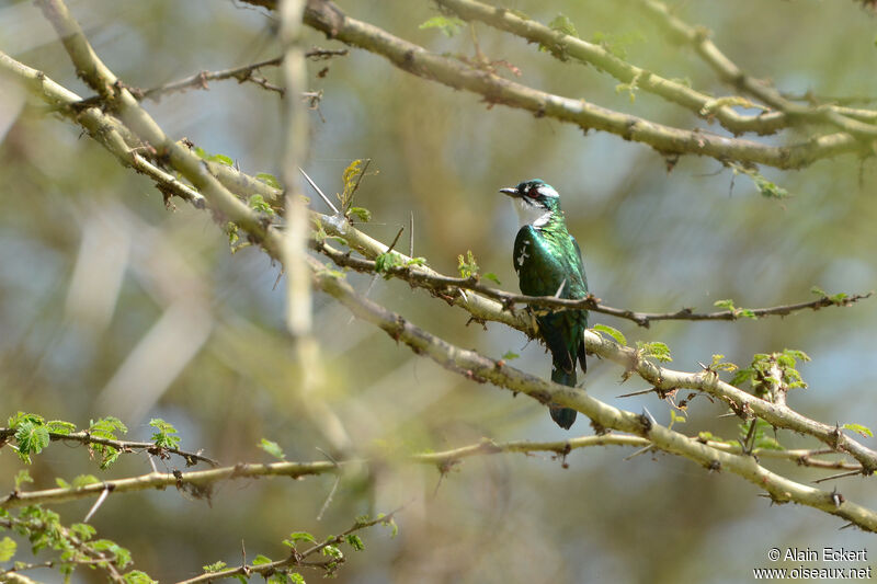 Diederik Cuckoo