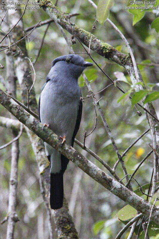 Cuckoo-roller, identification