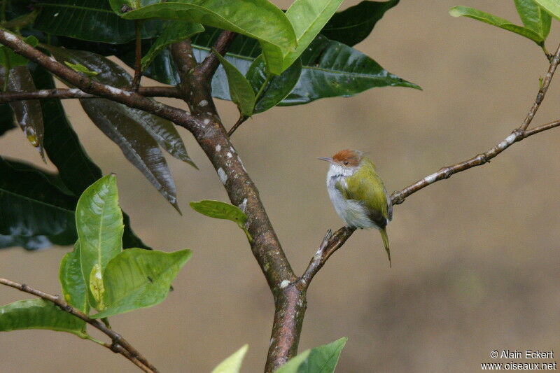 Common Tailorbird