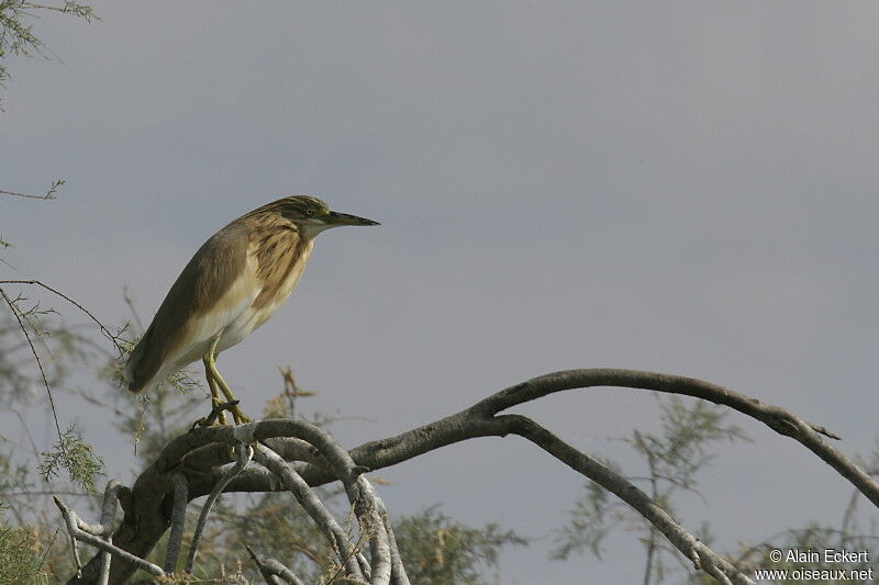 Squacco Heron