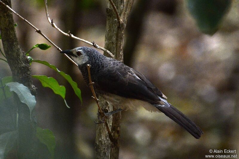 White-rumped Babbler