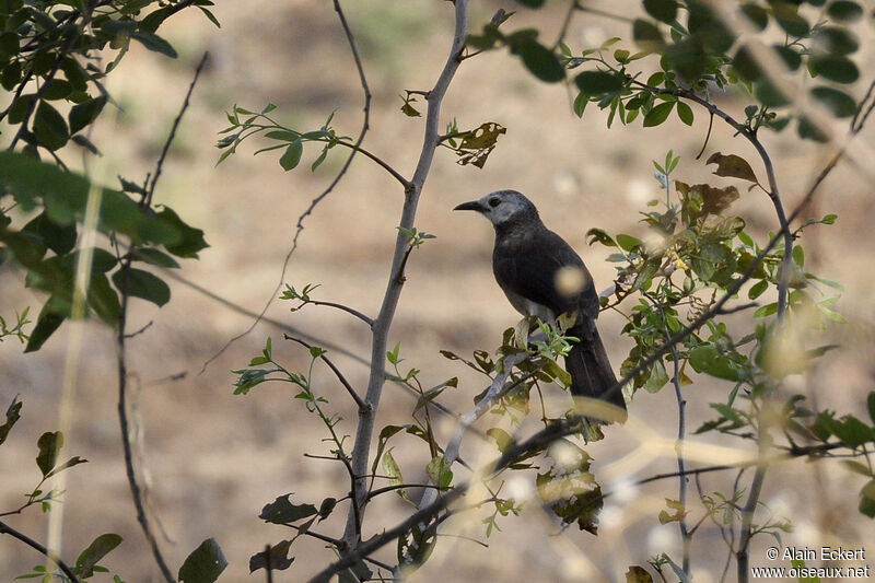 White-rumped Babbler