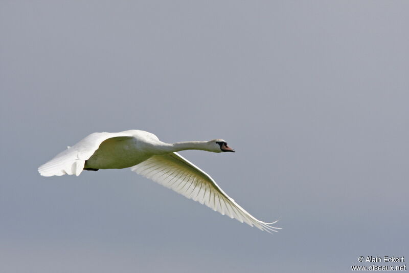 Cygne tuberculé