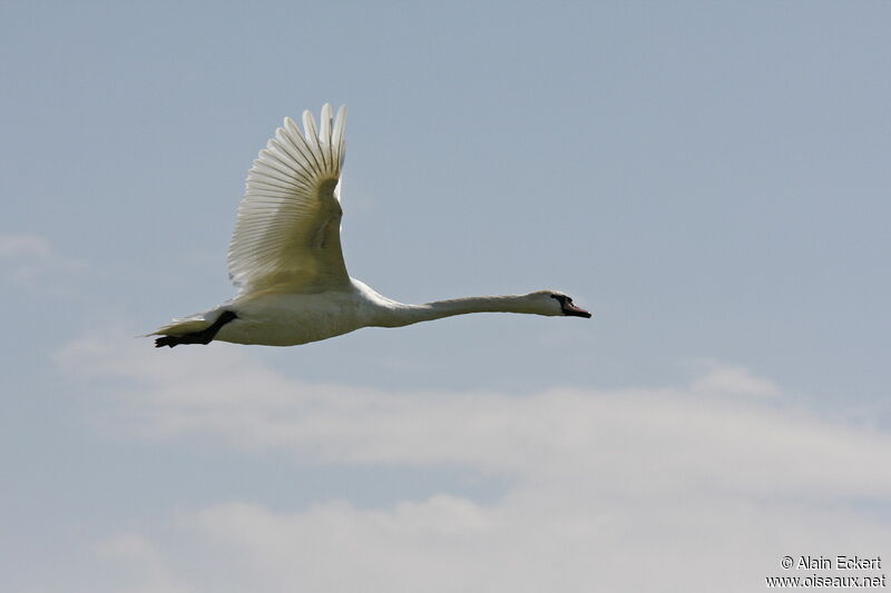 Cygne tuberculé