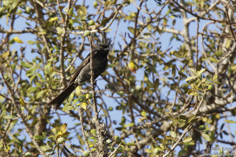 Drongo malgache