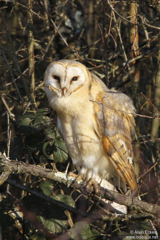 Western Barn Owl