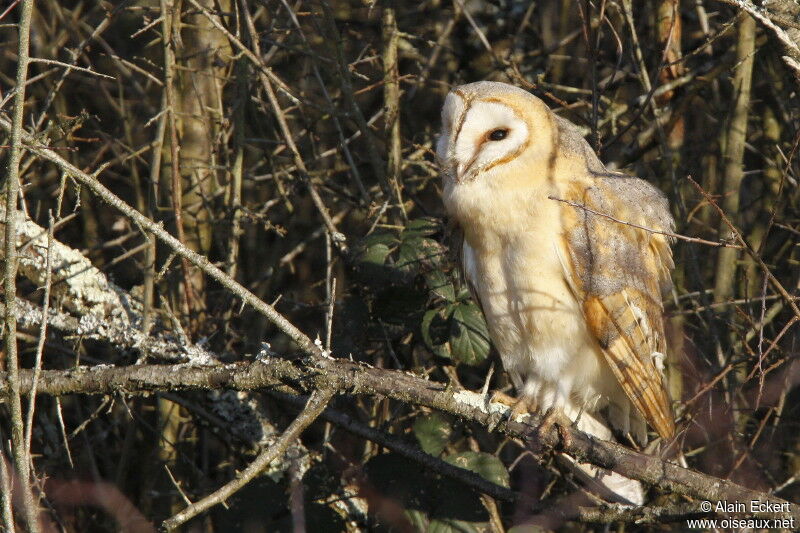 Western Barn Owl