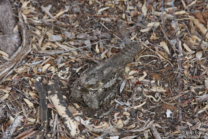 Madagascar Nightjar