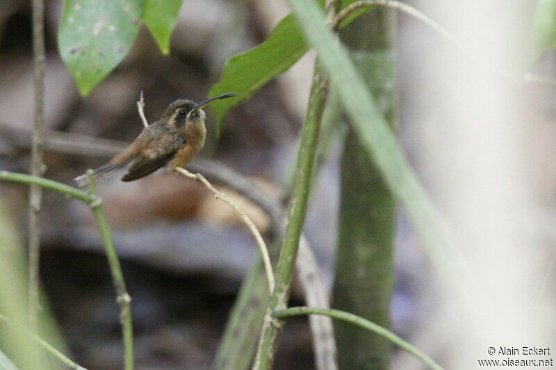 Stripe-throated Hermit