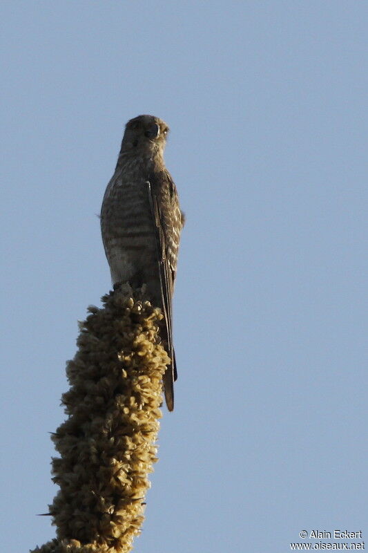 Banded Kestrel