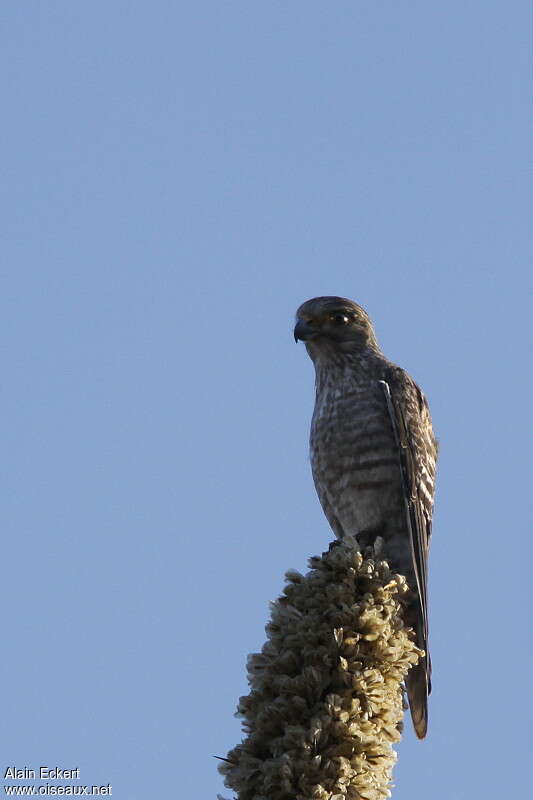 Faucon à ventre rayé, identification