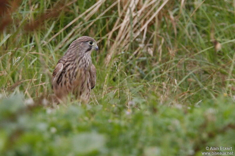 Faucon crécerelle