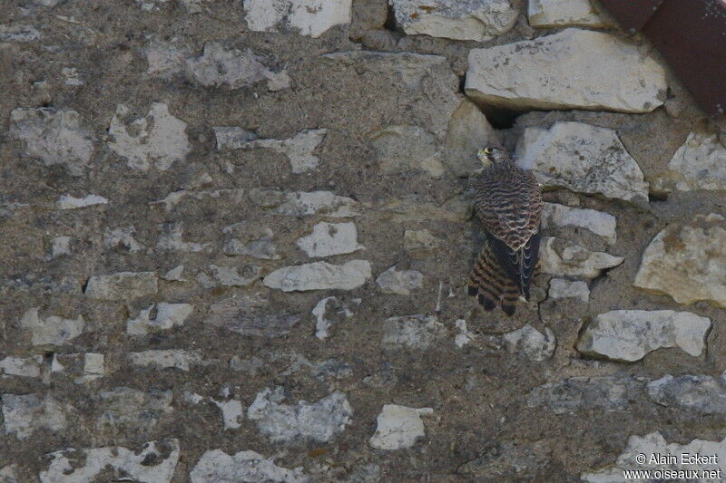 Common Kestrel