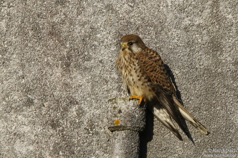 Common Kestrel