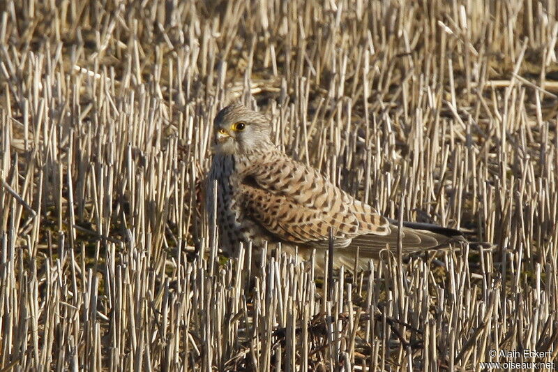 Faucon crécerelle