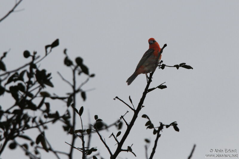 Foudi rouge