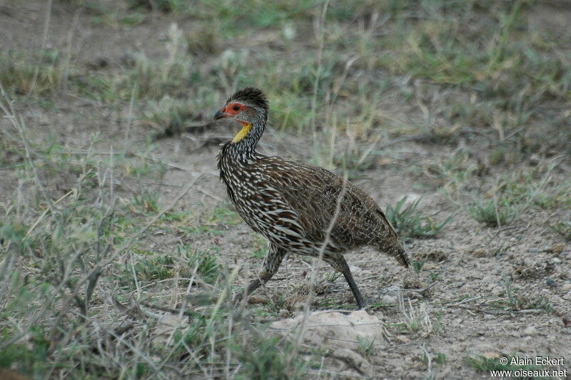 Francolin à cou jaune