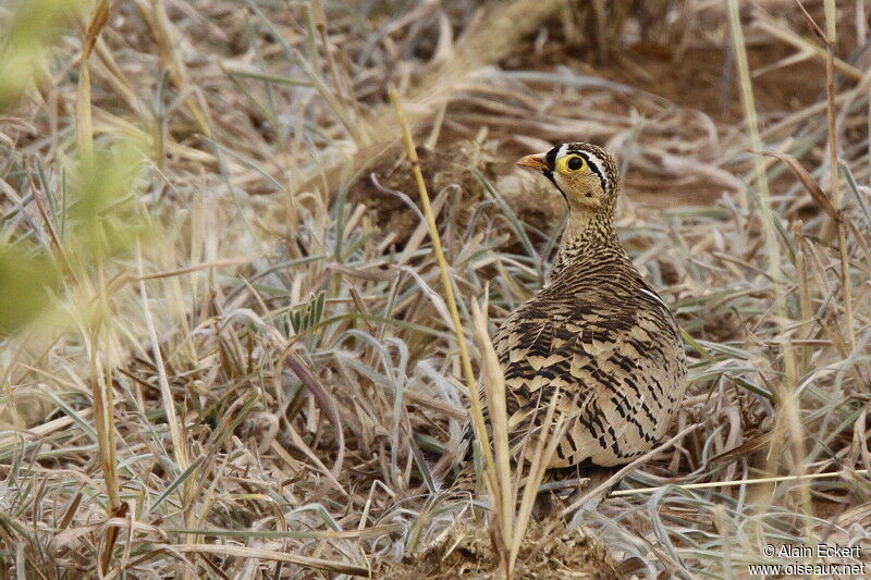 Black-faced Sandgrouse male, identification