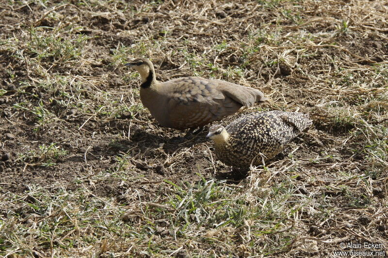 Yellow-throated Sandgrouse, identification