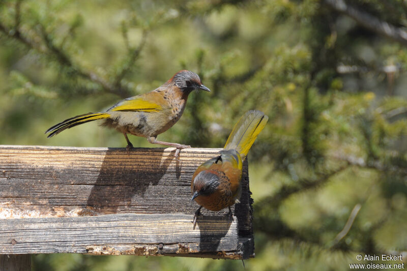 Chestnut-crowned Laughingthrush