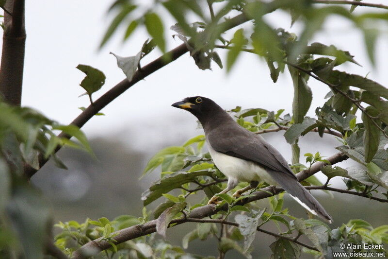 Brown Jay