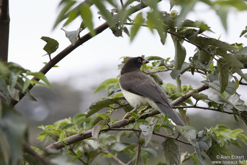 Brown Jay