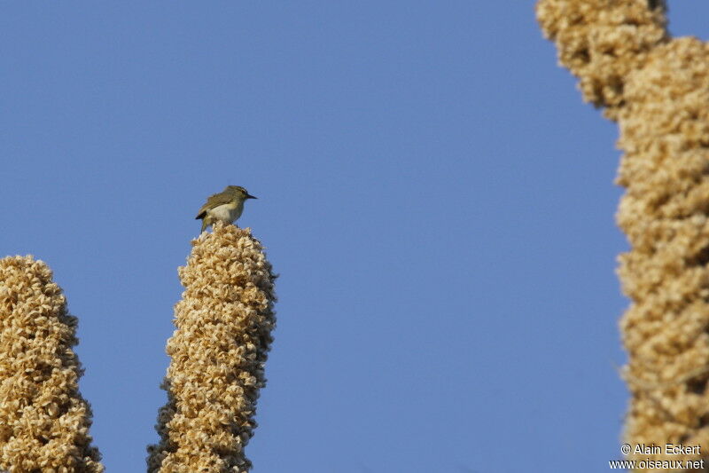 Stripe-throated Jery