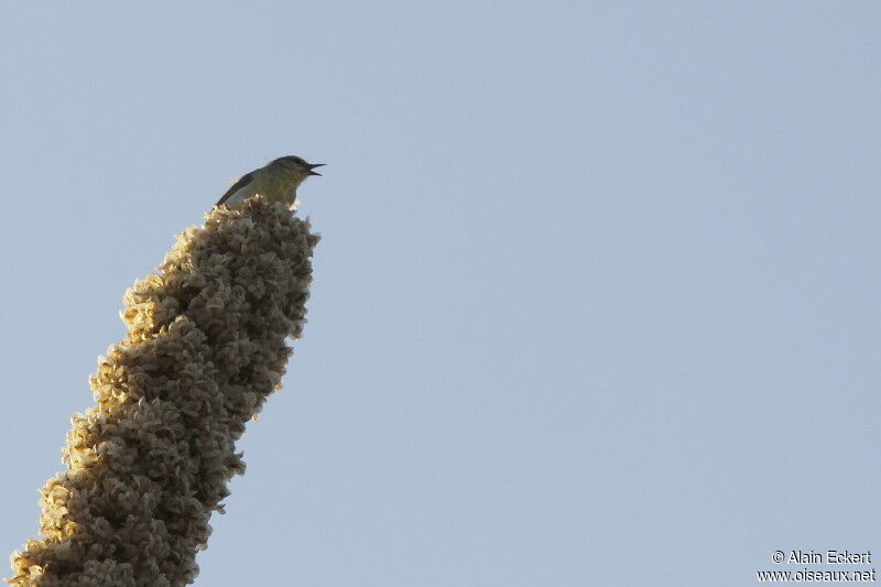 Stripe-throated Jery