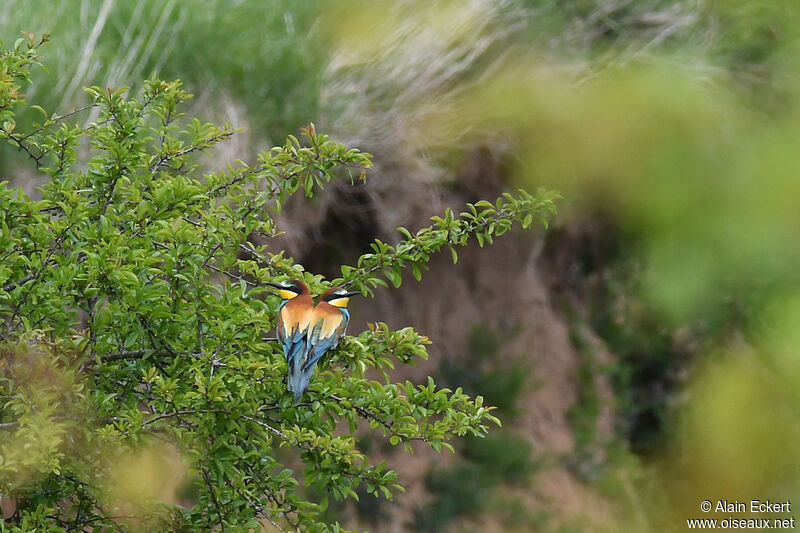 European Bee-eater