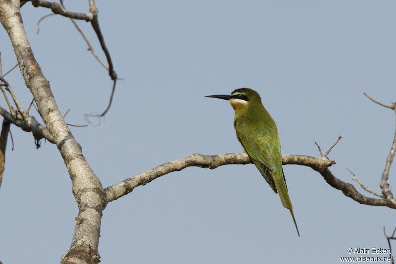 Olive Bee-eater