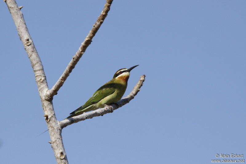 Guêpier de Madagascar