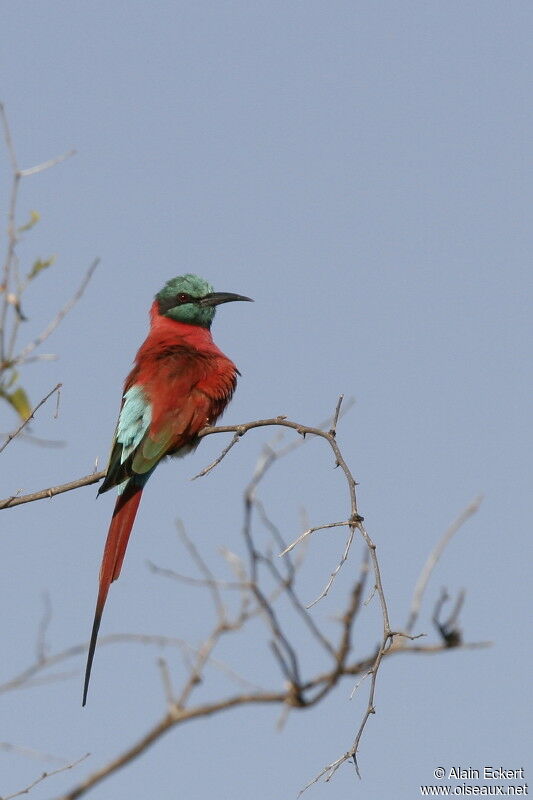 Northern Carmine Bee-eater