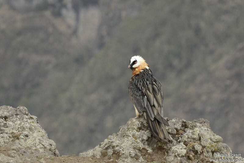 Bearded Vulture