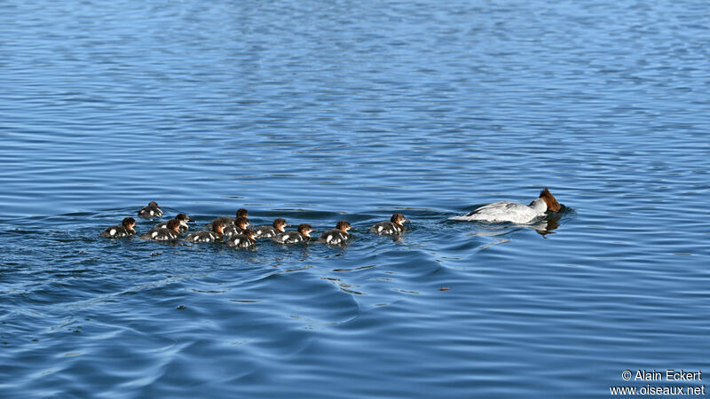 Common Merganser