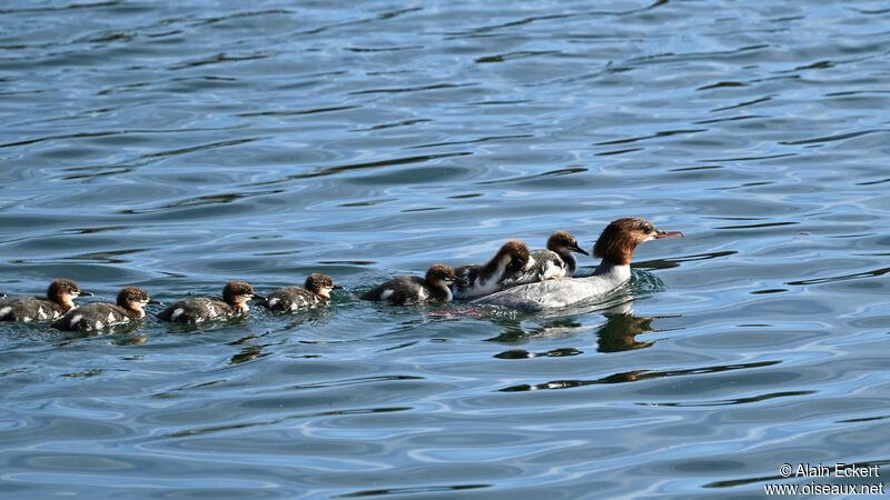 Common Merganser