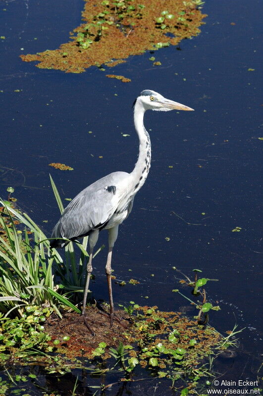 Grey Heron