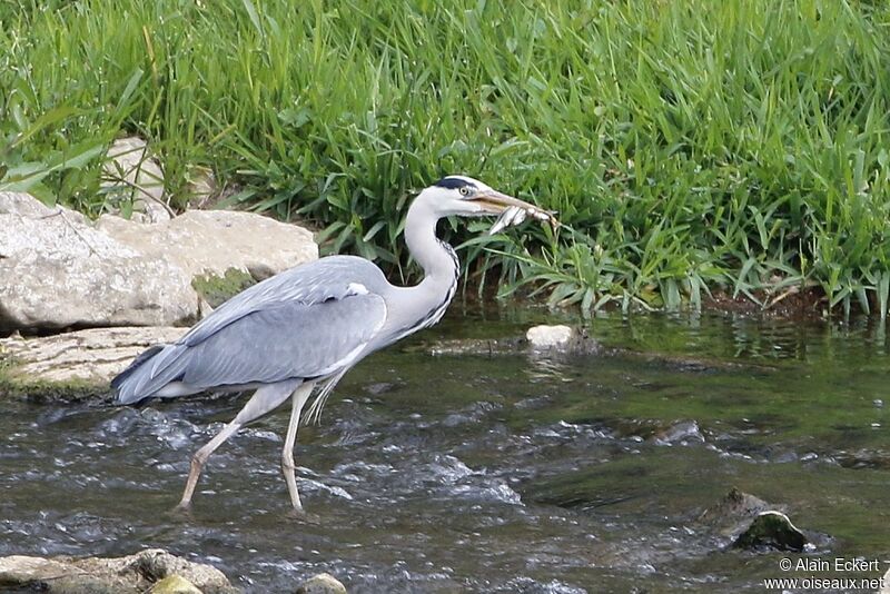 Grey Heron