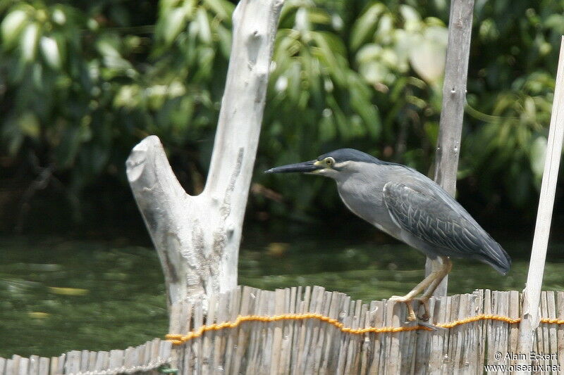 Striated Heron