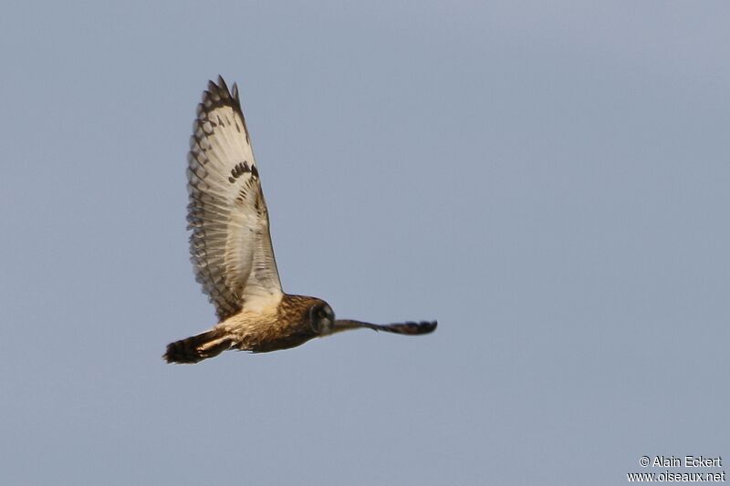 Hibou des marais