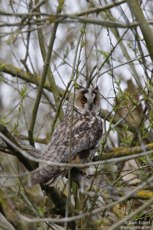 Long-eared Owl