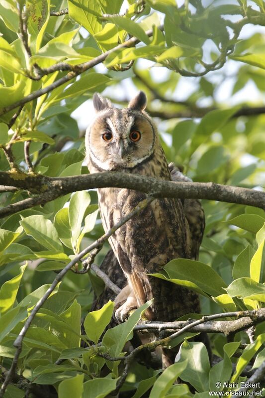 Hibou moyen-duc