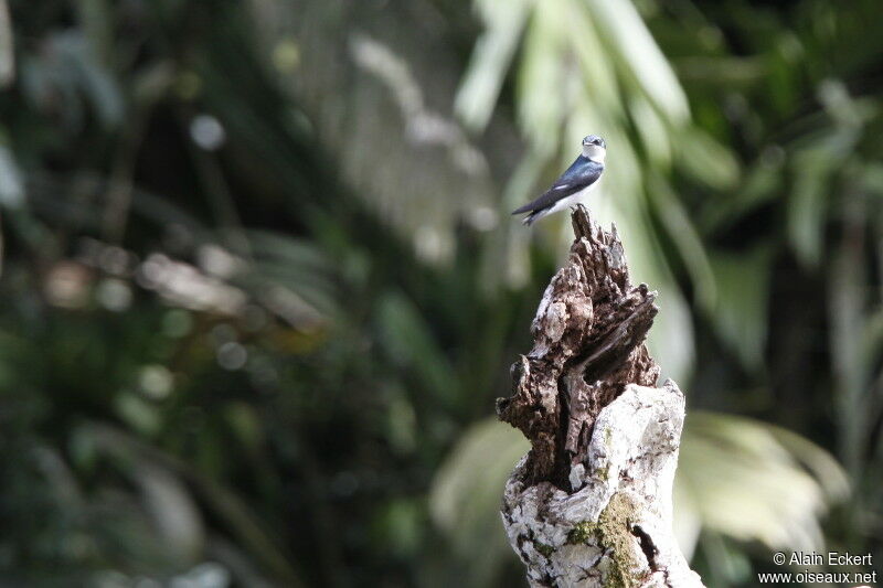 Mangrove Swallow