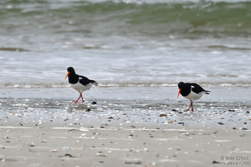 Eurasian Oystercatcher