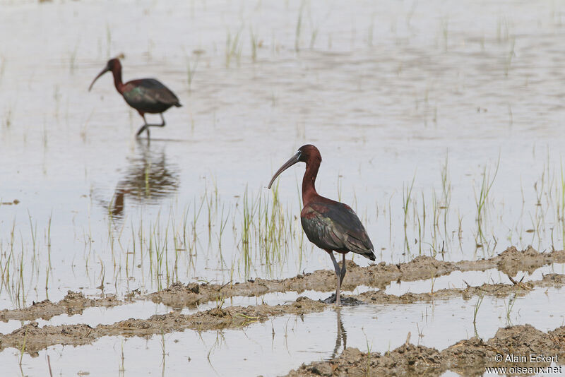 Ibis falcinelle