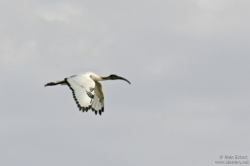 African Sacred Ibis