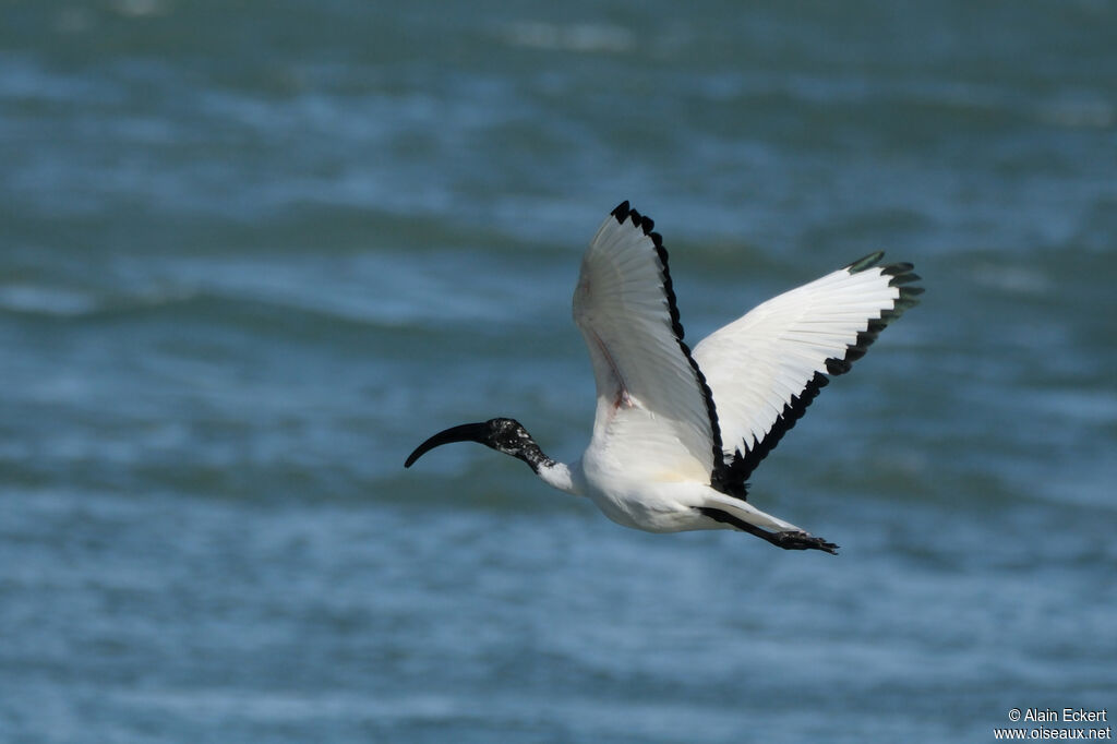 African Sacred Ibis