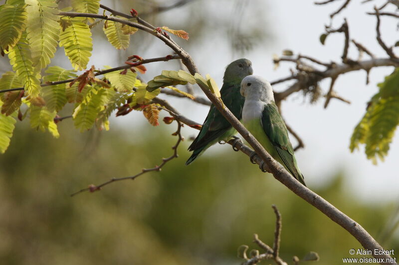 Grey-headed Lovebird