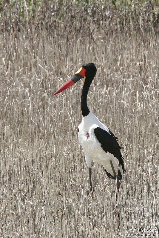 Saddle-billed Stork